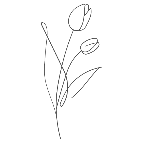 sketch of Tulip flowers on a white background